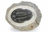 Detailed Hollardops Trilobite - Orange Eye Preservation #271524-3